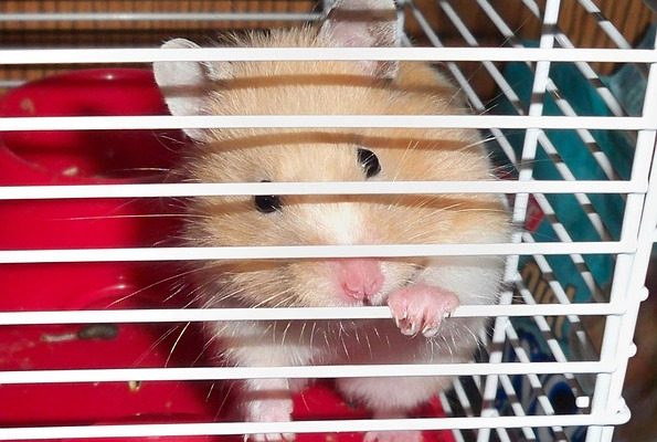 Comment empêcher une cage à hamster de sentir mauvais