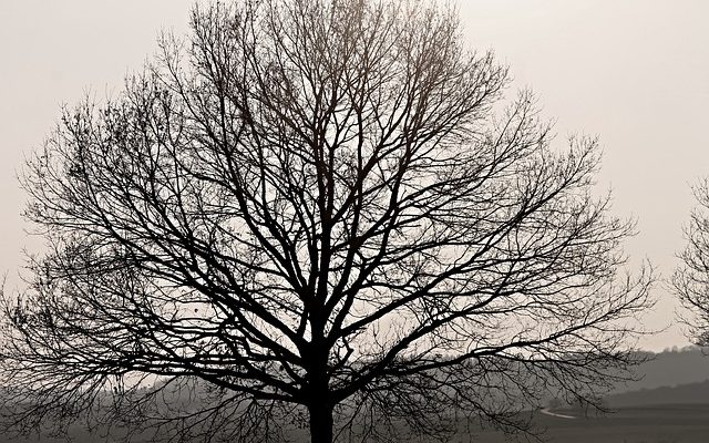 Comment fabriquer une couronne de cygne noir