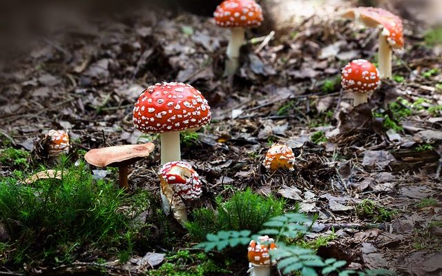 Comment faire cultiver un lit de champignons