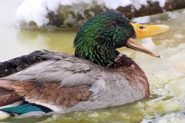 Comment faire en sorte que votre étang en plastique et vos chutes d'eau ressemblent à de la pierre et des rochers.