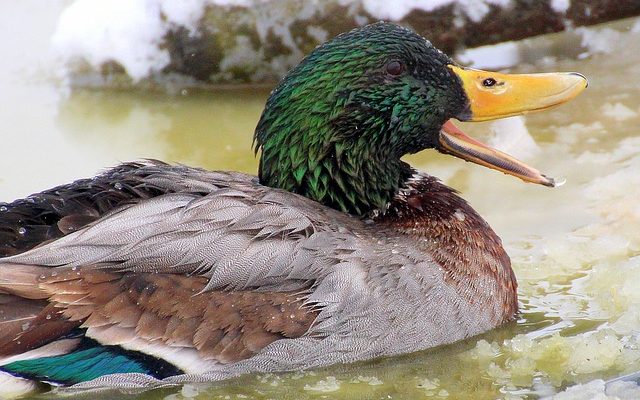 Comment faire en sorte que votre étang en plastique et vos chutes d'eau ressemblent à de la pierre et des rochers.