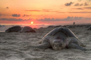 Comment faire la différence entre les tortues jaunes mâles et femelles.