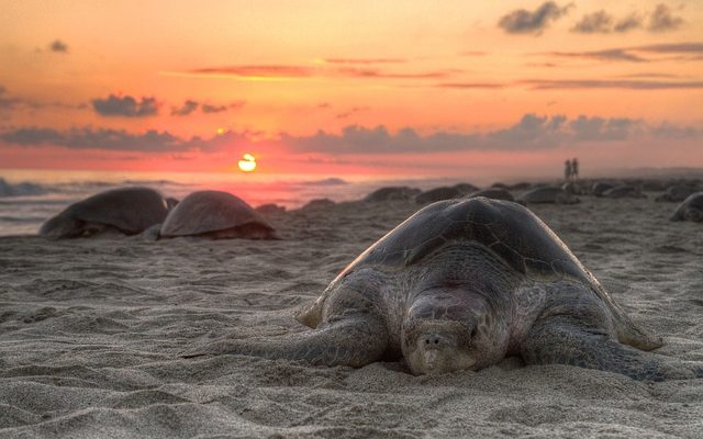 Comment faire la différence entre les tortues jaunes mâles et femelles.