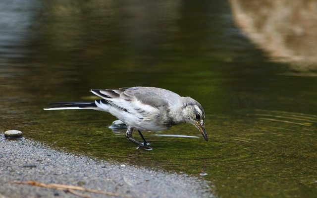 Comment fixer une gorge sèche