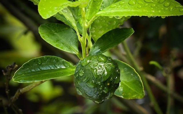 Comment identifier les plantes potagères de jardin à partir du feuillage