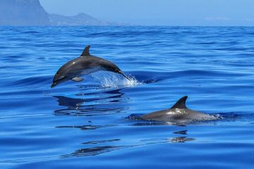 Comment nager avec les dauphins en Europe