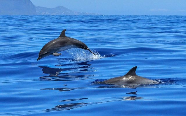 Comment nager avec les dauphins en Europe