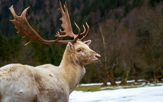 Comment nettoyer le daim dans une machine à laver ?