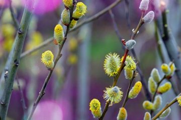 Comment peindre des arbres avec des pastels