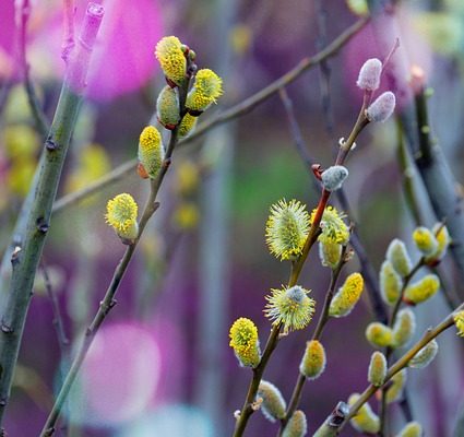 Comment peindre des arbres avec des pastels