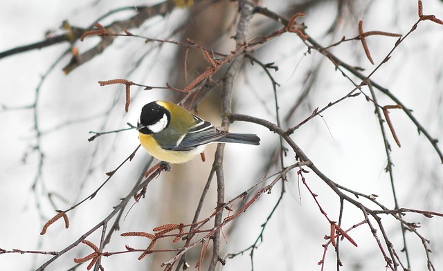 Comment peindre les arbres d'hiver