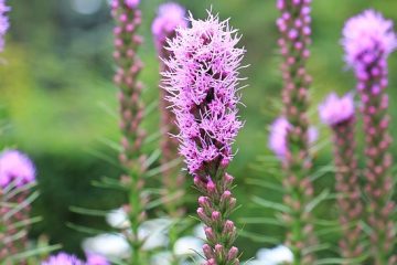 Comment planter des bulbes de liatris