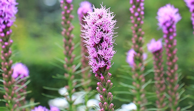 Comment planter des bulbes de liatris