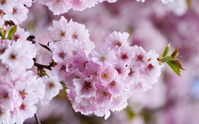 Comment prendre soin d'un cerisier nain