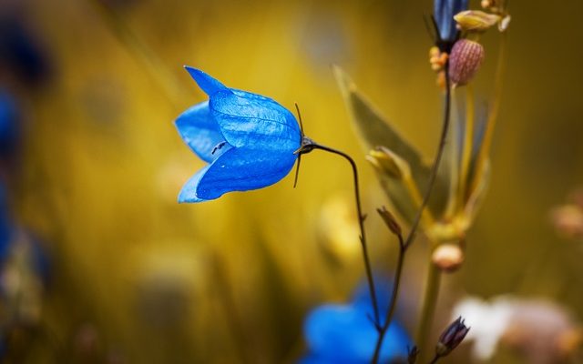 Comment prendre soin d'une plante de campanule