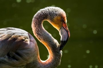 Comment recouvrir une boule de polystyrène avec des plumes