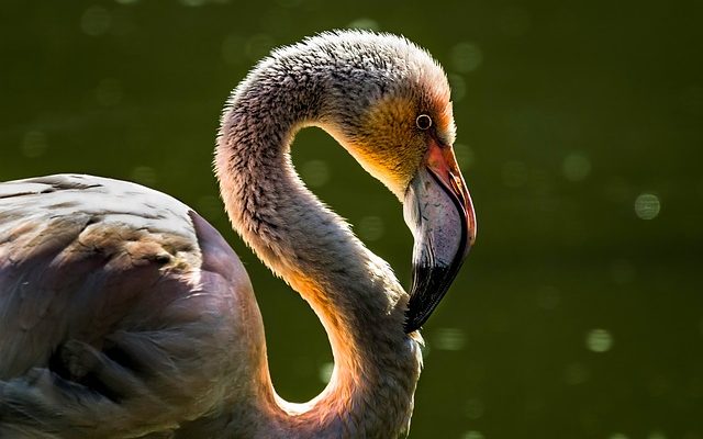 Comment recouvrir une boule de polystyrène avec des plumes