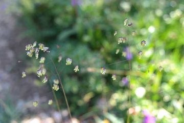 Comment rempoter une plante de bambou