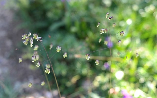 Comment rempoter une plante de bambou