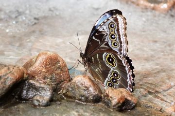 Comment se débarrasser des grosses mouches noires