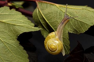 Comment se débarrasser du mucus dans la poitrine et la gorge