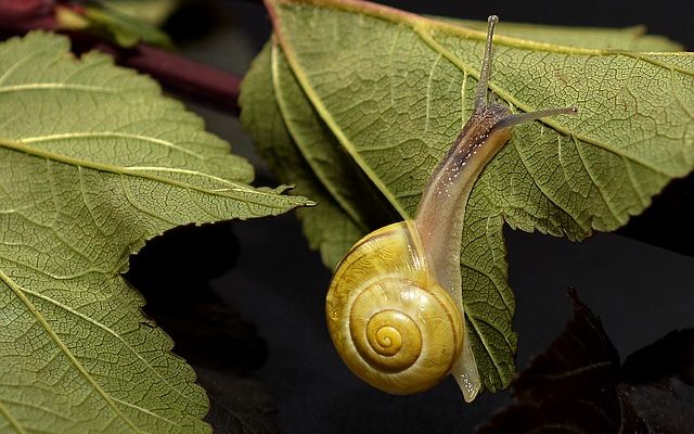 Comment se débarrasser du mucus dans la poitrine et la gorge