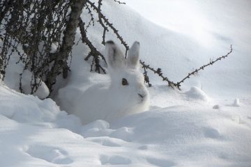 Comment se renseigner sur les traces d'animaux pour les enfants