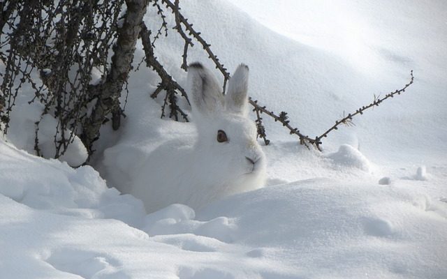 Comment se renseigner sur les traces d'animaux pour les enfants