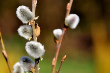 Comment tailler les saules pleureurs