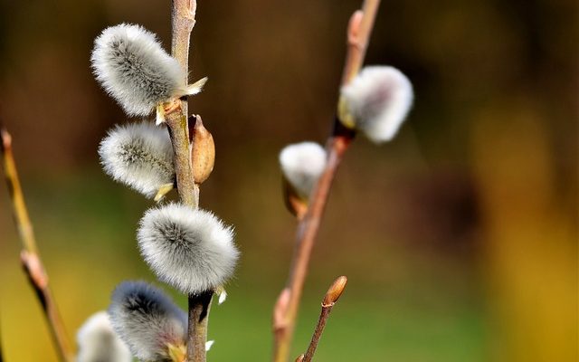 Comment tailler les saules pleureurs