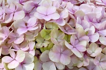 Comment transférer les hortensias