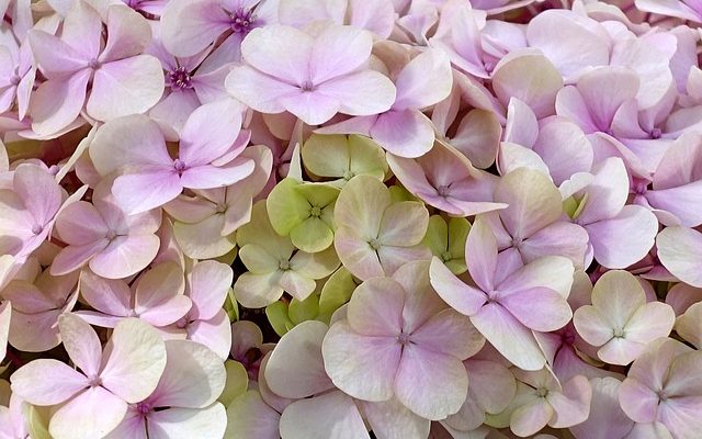 Comment transférer les hortensias