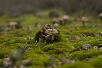 Comment tuer la mousse et le champignon dans les pelouses