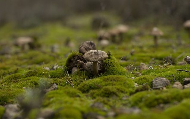 Comment tuer la mousse et le champignon dans les pelouses