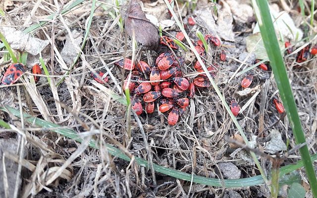 Cure antiparasitaire à base de plantes pour les vers fil de fer