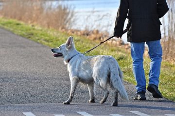 Entraînement à la laisse glissante