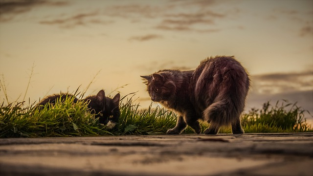 Faut-il faire vacciner mon chat d'intérieur ?