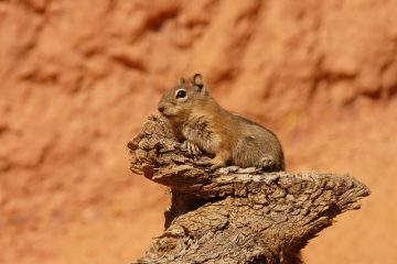 Feuille de soins Chipmunk