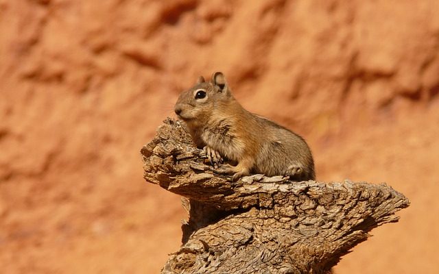 Feuille de soins Chipmunk