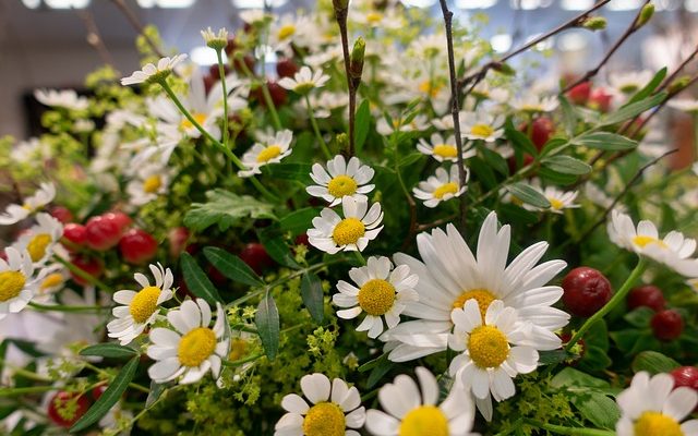 Idées de mariage de thème de marguerite