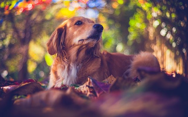 Informations sur la grossesse de Shih Tzu