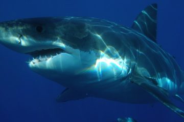 La différence entre les vraies et les fausses dents de requin.