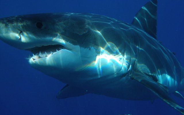 La différence entre les vraies et les fausses dents de requin.