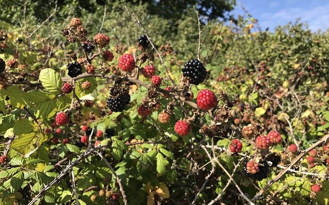 Les meilleurs moyens de tuer les ronces sauvages