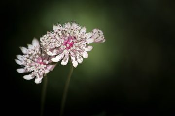 Mon Astrantia a des feuilles mais pas de fleurs, qu'est-ce qui ne va pas ?