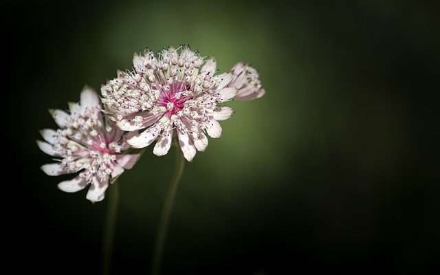 Mon Astrantia a des feuilles mais pas de fleurs, qu'est-ce qui ne va pas ?