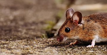 Où nichent les souris ?