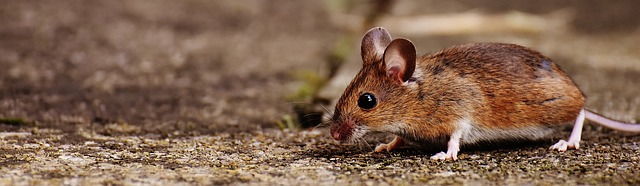 Où nichent les souris ?