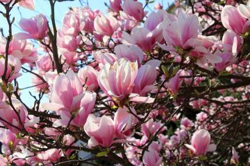 Pourquoi les roses coupées tombent-elles sur la tête ?