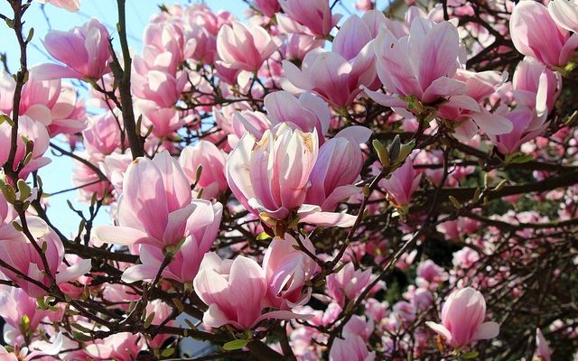 Pourquoi les roses coupées tombent-elles sur la tête ?